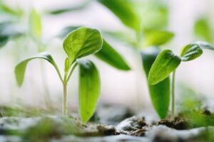 Seeds, Plants and Free Will: Growing Plants