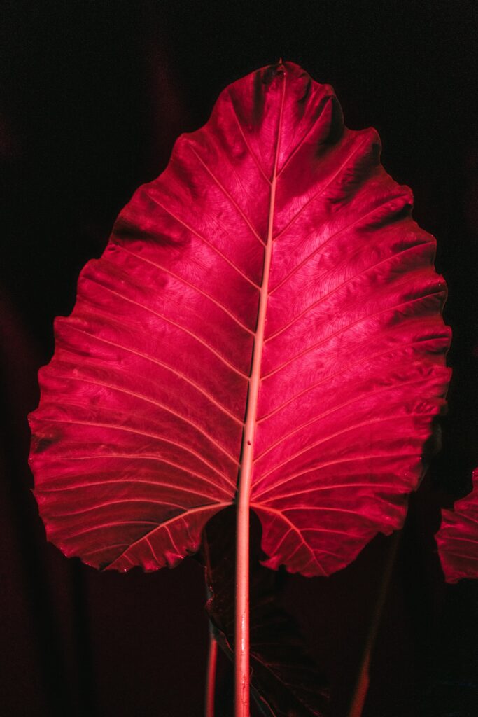 On Categories and Their Possible Objective Meaning: Red Leaf on a Black Background